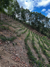 Load image into Gallery viewer, La Huaca, Peru