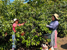 Load image into Gallery viewer, Sisterhood, Guatemala &lt;p&gt; (Female Produced) &lt;/p&gt;
