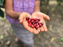 Load image into Gallery viewer, Sisterhood, Guatemala &lt;p&gt; (Female Produced) &lt;/p&gt;
